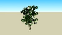 Oleander White