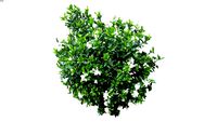 White Gardenia