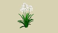White Agapanthus
