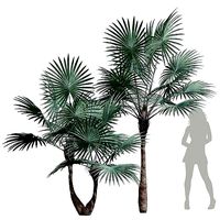 New Plant High detail Bismarckia Nobilisi Palm Decorative