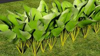 Calathea lutea model 2