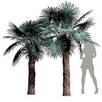New Plant High detail Bismarckia Nobilisi Palm