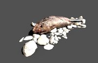 Dead beaver on river bank