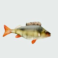 European freshwater bass perch fish