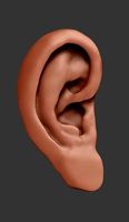 Ear Model | 3D