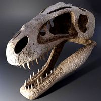 Tyrannosaurus Rex Skull
