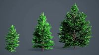 White Fir - Abies Concolor pack with LODs