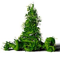 Beanstalk