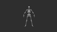 Skeleton