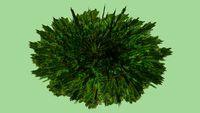 Juniper