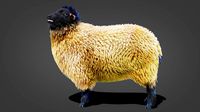 Fur Sheep Rigged in Blender