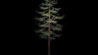 Spring or Summer  or pine Tree PBR low-poly game ready