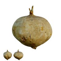 Pachyrhizus erosus