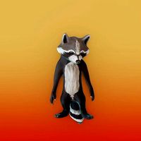 Raccoon