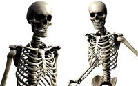 Lowpoly Human Skeleton