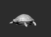 High-res realistic Turtle  | 3D