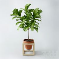Ficus lyrata/Фикус лировидный