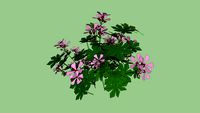 geranium
