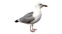 Seagull