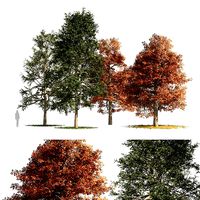 fall and summer black gum trees
