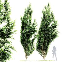 New Tree High detail Carpinus Betulus Broadleaf Windy