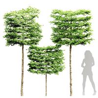 New Tree High detail Carpinus Betulus Broadleaf Pole