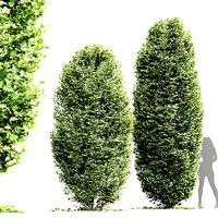 New Tree High detail Carpinus Betulus Broadleaf Pellet
