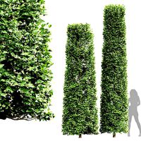 New Tree High detail Carpinus Betulus Broadleaf Cigarette