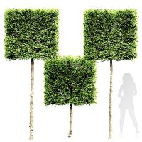New Tree High detail Carpinus Betulus Broadleaf Box01