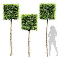 New Tree High detail Carpinus Betulus Broadleaf Box B