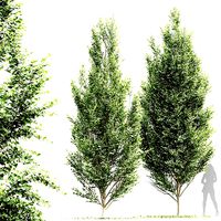 New Tree High detail Carpinus Betulus Broadleaf