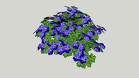 Geranium Bodziszek 'Rozanne'