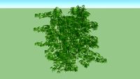 Bamboo Bambus