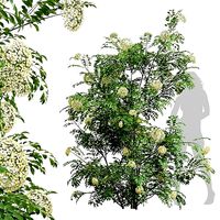 New Plant High detail Sambucus Nigra Tall