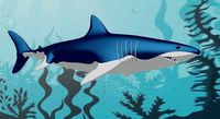 Shark