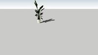Plantes exotiques