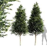 New Tree High detail Carpinus Betulus