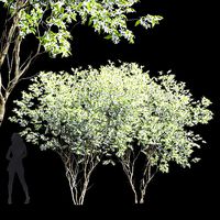New Tree High detail Amelanchier lamarckii2