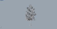 plant tree palm plant herb bush flower pot | 3D