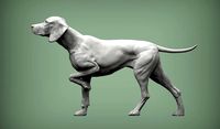 Hungarian vizsla Hungarian Pointing Dog 3D print model | 3D