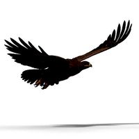 Aquila Nipalensis Animated VFX Grace