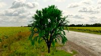 3D Tree
