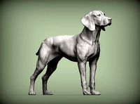 Hungarian vizsla Hungarian Pointing Dog 3D print model | 3D