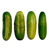 Cucumber