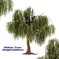 Willow Tree