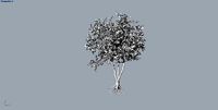 plant tree palm plant herb bush flower pot | 3D