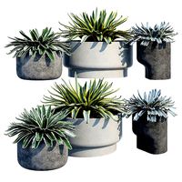 Agave