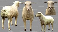 Sheep Animated