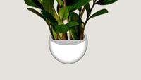 Potted Zanzibar Gem