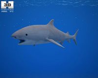 Tiger Shark Galeocerdo Cuvier 3D Model